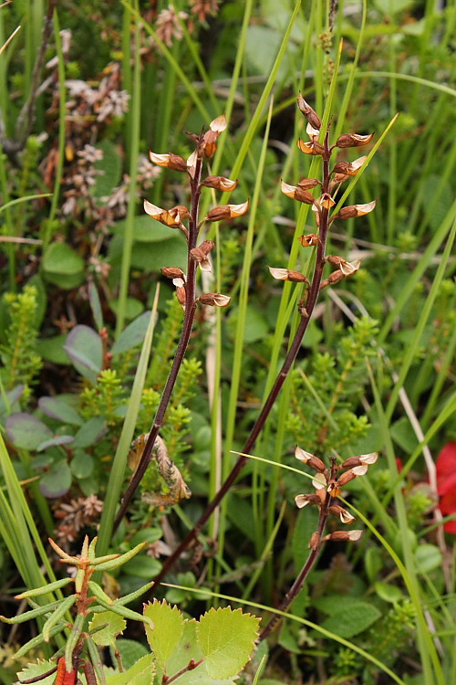 Изображение особи Pedicularis lapponica.