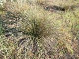 Juncus acutus