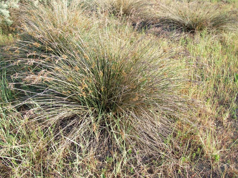 Image of Juncus acutus specimen.