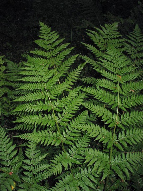 Image of Dryopteris expansa specimen.