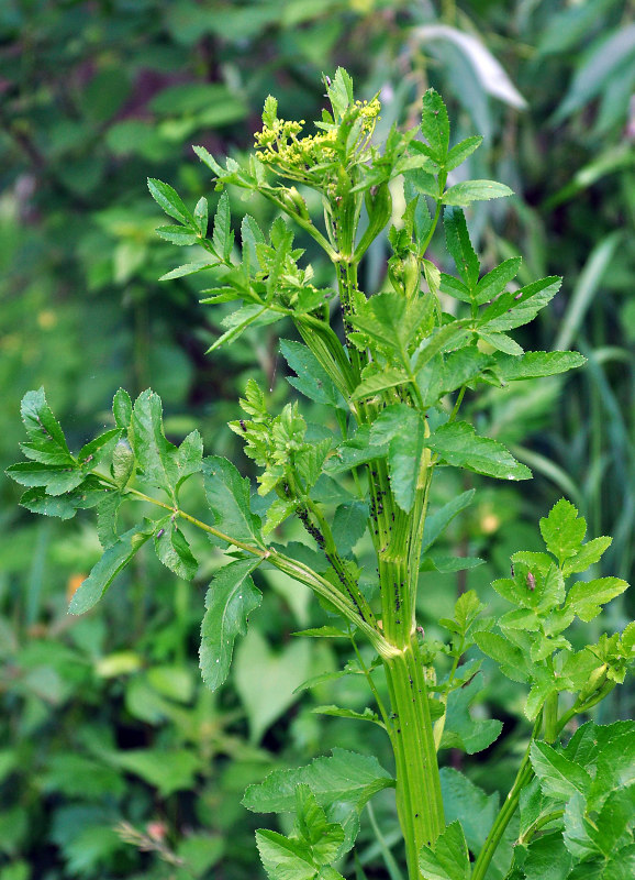 Image of Pastinaca sativa specimen.