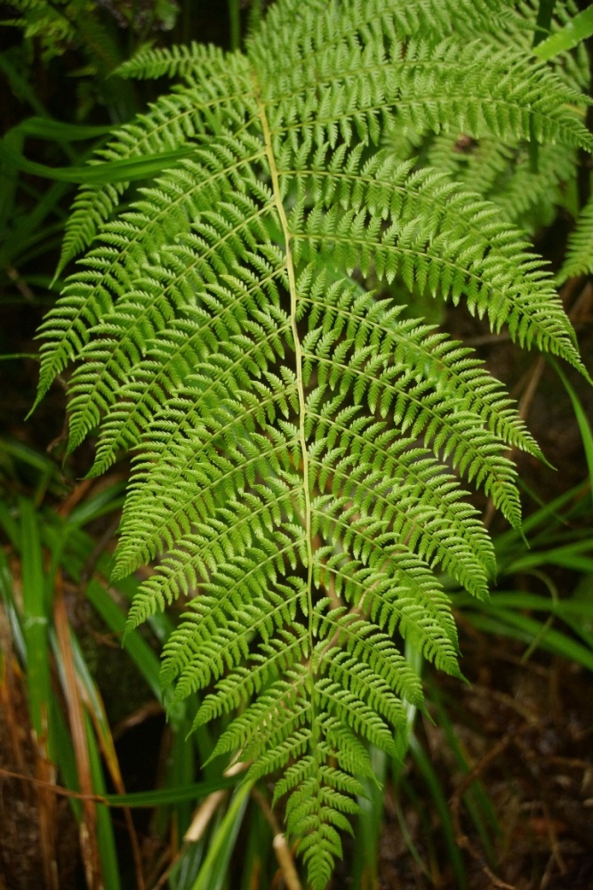 Image of Athyrium filix-femina specimen.