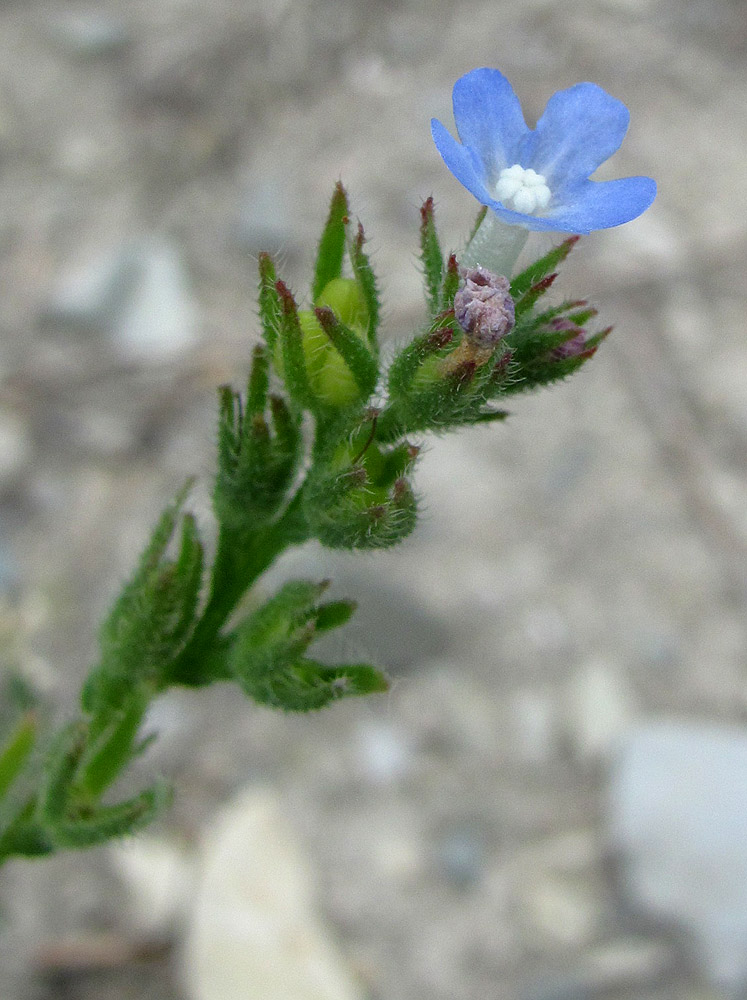 Изображение особи Anchusa thessala.