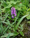 род Dactylorhiza