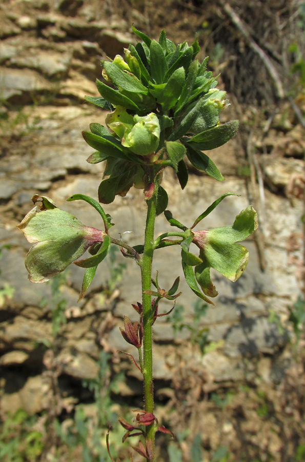 Image of Verbascum spectabile specimen.