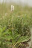 Plantago urvillei