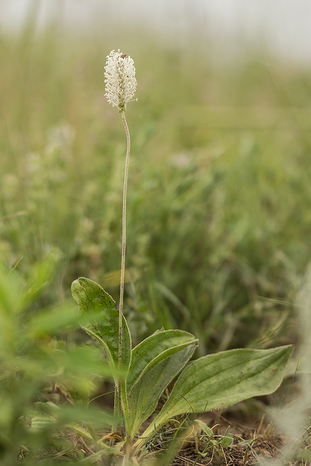 Image of Plantago urvillei specimen.