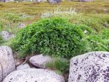 Ligusticum scoticum. Мощное многолетние растение на супралиторали. Кольский п-ов, Восточный Мурман, окр. Дальние Зеленцы, берег губы Ярнышная. 20.07.2009.