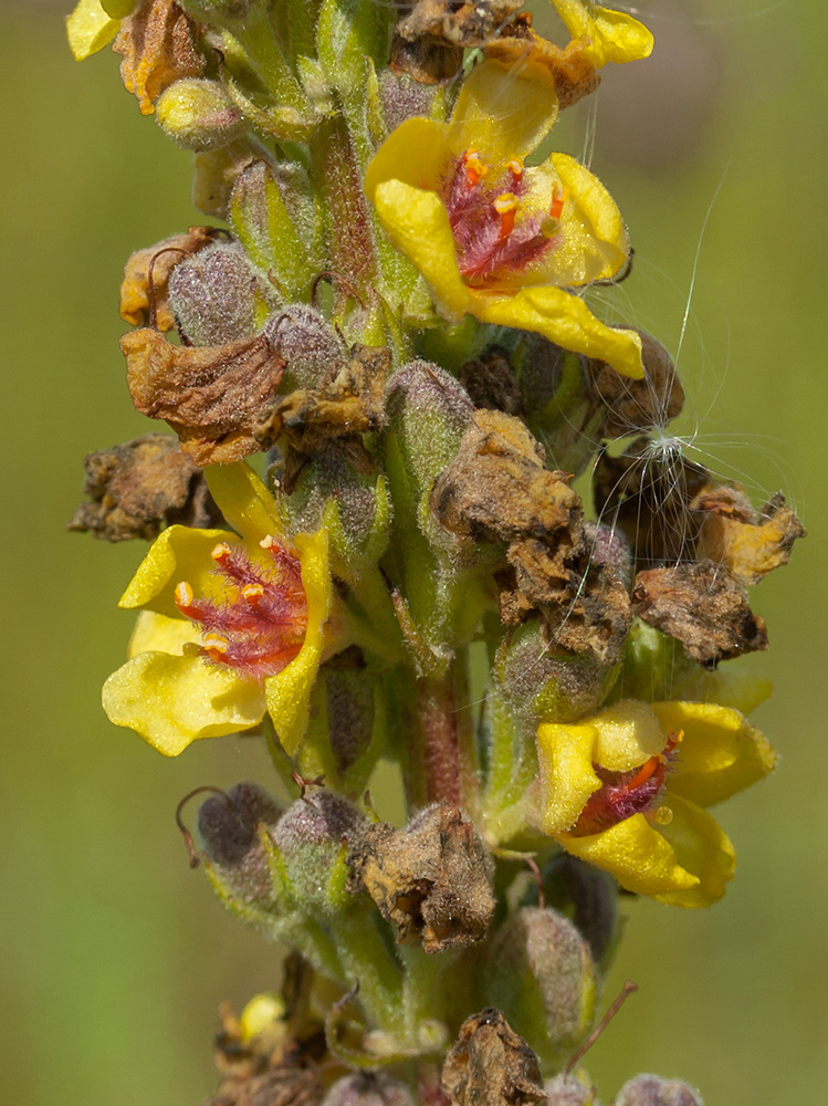 Image of Verbascum nigrum specimen.