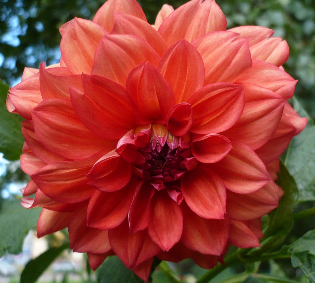 Image of Dahlia × cultorum specimen.