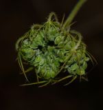Tordylium trachycarpum