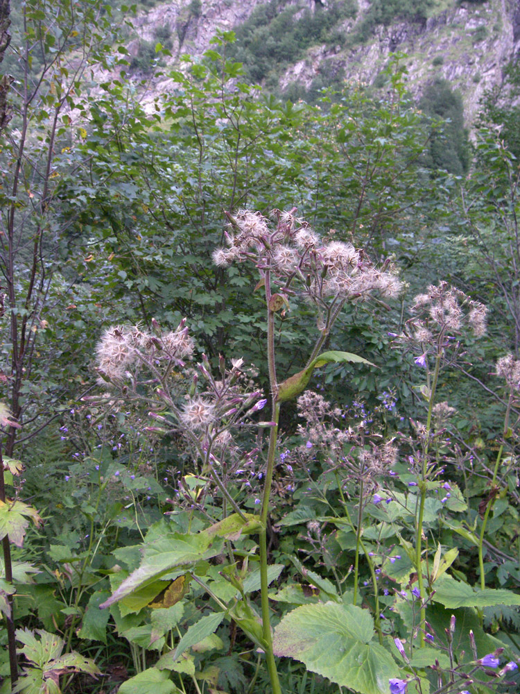 Image of Cicerbita macrophylla specimen.