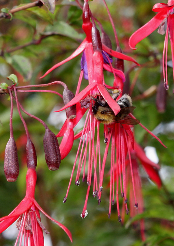 Image of Fuchsia magellanica specimen.