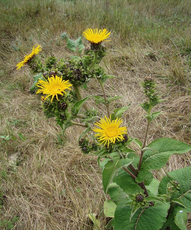 Image of Inula helenium specimen.