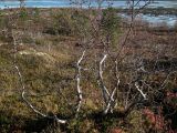 genus Betula