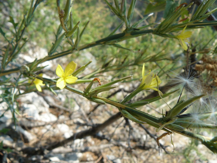 Image of Scariola viminea specimen.