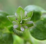 Stellaria media