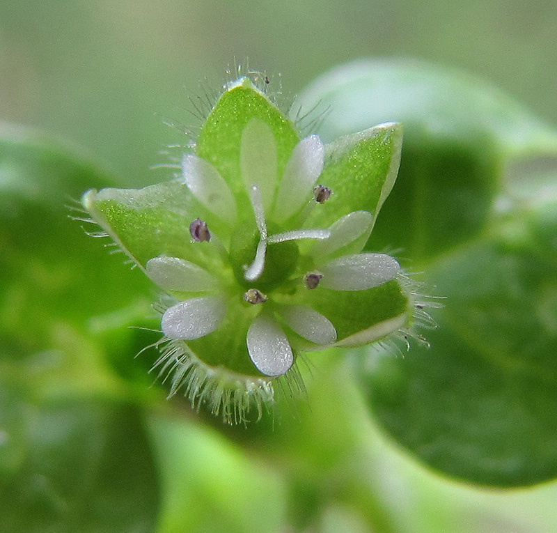 Image of Stellaria media specimen.