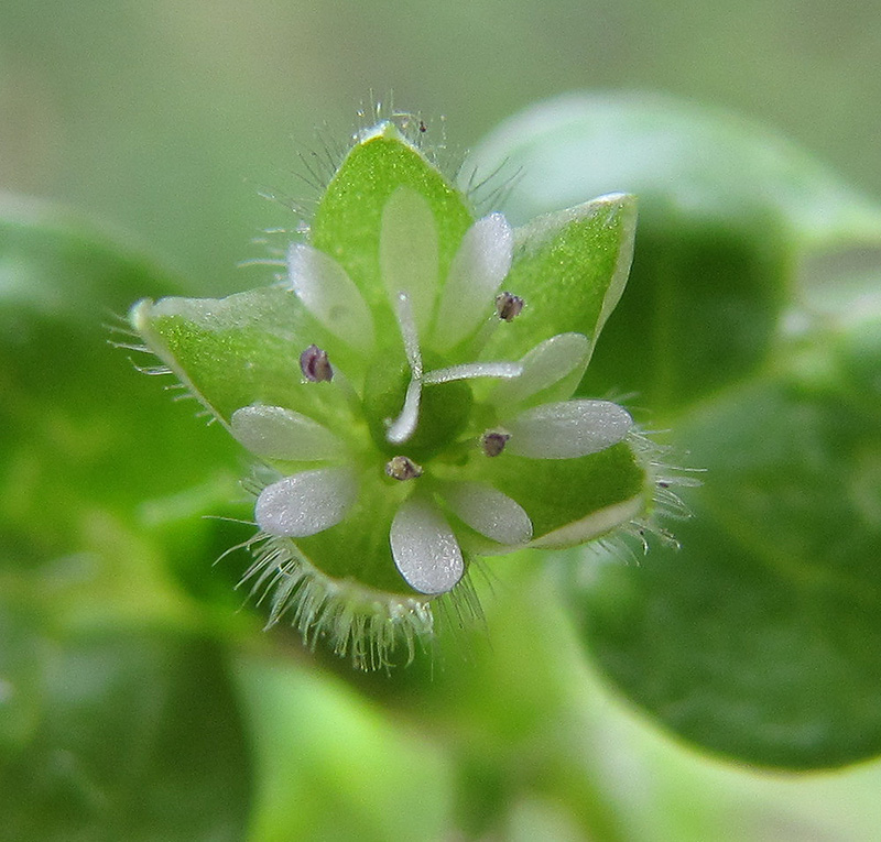 Image of Stellaria media specimen.