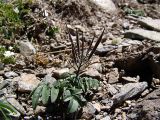 Cardamine bipinnata