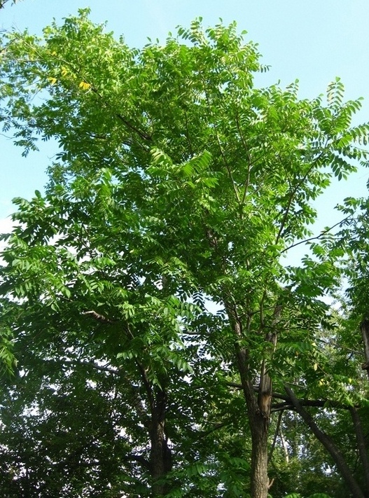 Изображение особи Juglans mandshurica.