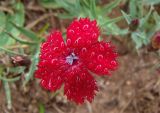 Dianthus vladimiri