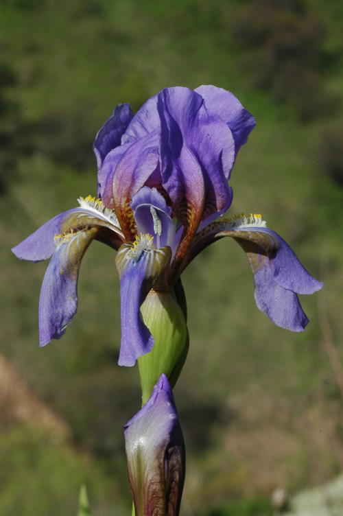 Image of Iris alberti specimen.