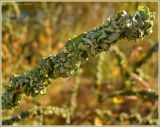 Atriplex tatarica