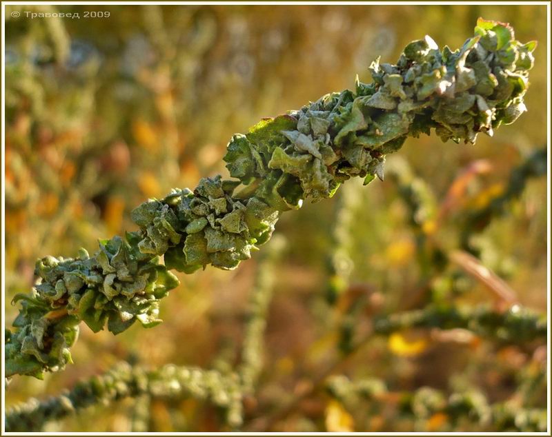 Изображение особи Atriplex tatarica.