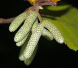 Corylus avellana. Ветвь с мужскими серёжками. Московская обл., Раменский р-н, окр. дер. Хрипань. 23.09.2009.