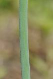 Allium karelinii