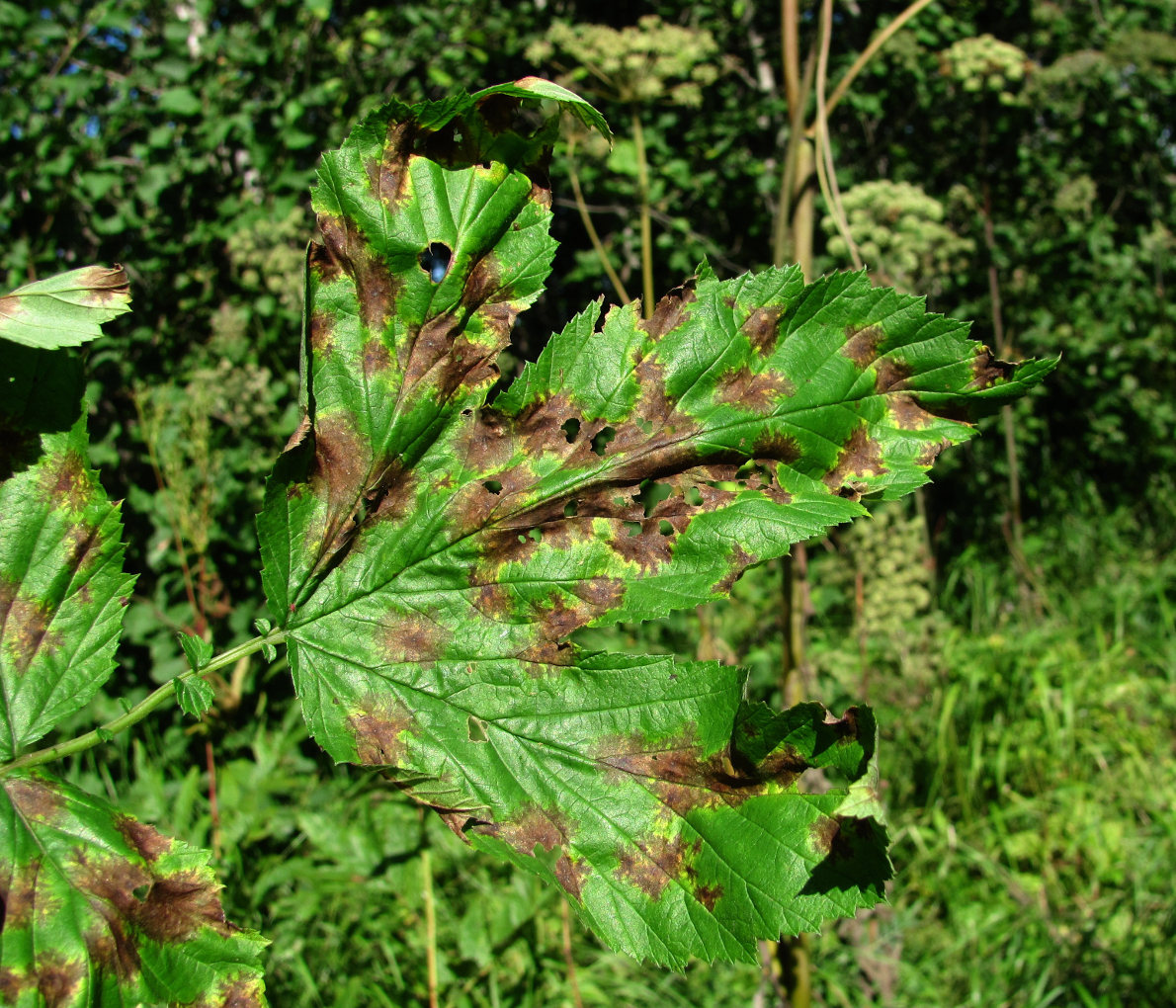 Image of Filipendula ulmaria specimen.