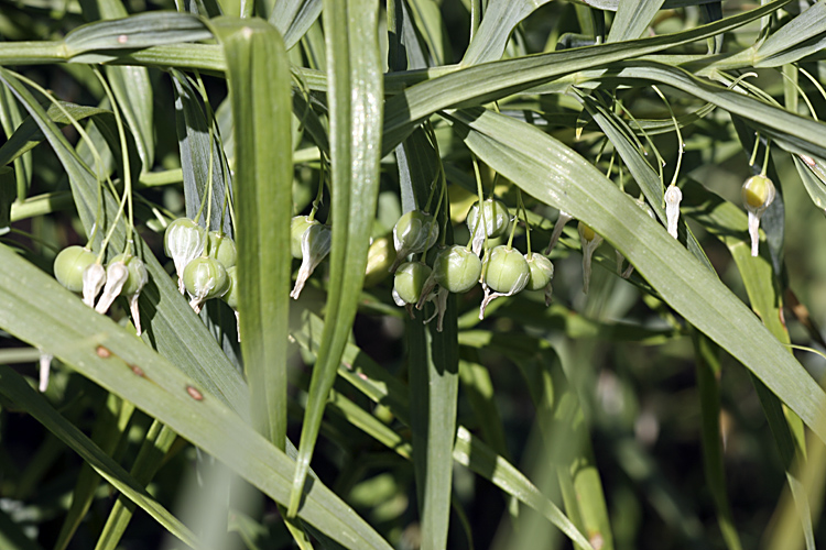 Изображение особи Polygonatum sewerzowii.