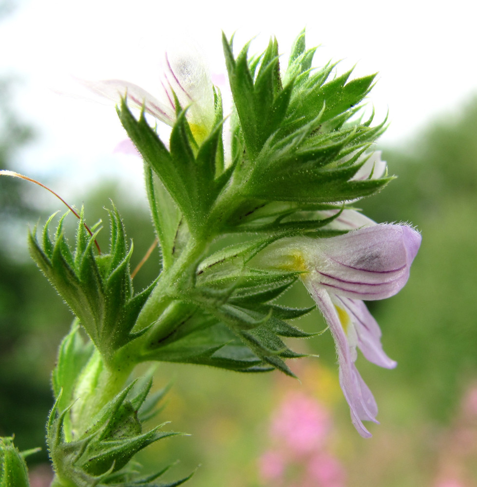 Image of Euphrasia brevipila specimen.