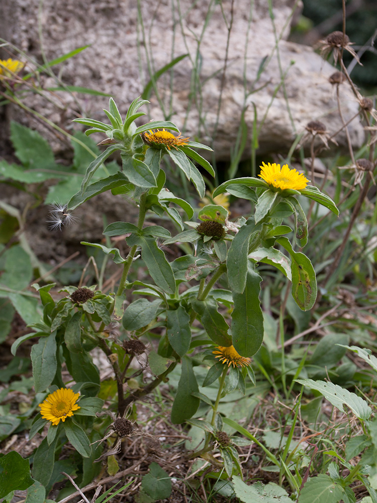 Изображение особи Pallenis spinosa.