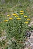 Achillea filipendulina. Цветущее растение. Южный Казахстан, горы Алатау (Даубаба), Восточное ущелье. 18.05.2014.