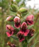 Odontites vulgaris