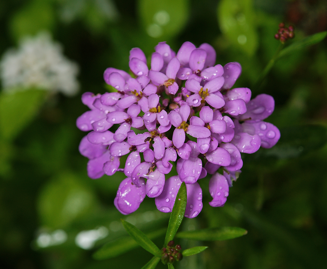 Image of Iberis umbellata specimen.