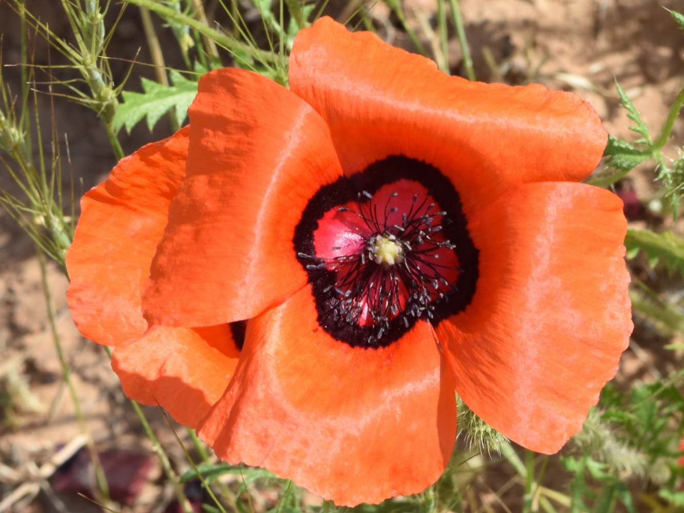 Изображение особи Papaver pavoninum.