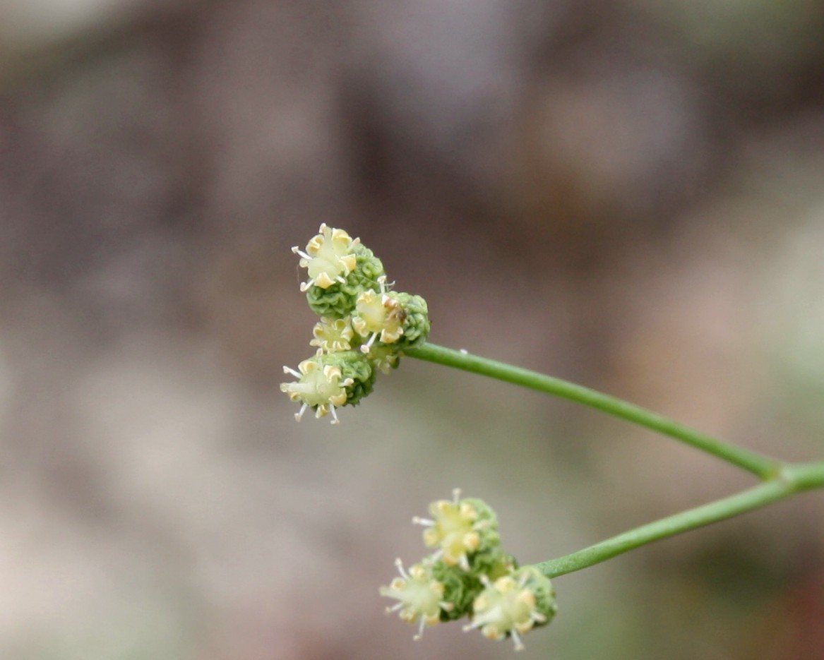 Изображение особи Rumia crithmifolia.