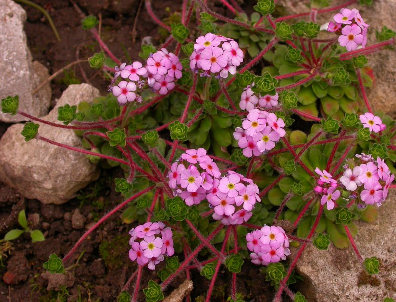 Image of Androsace sempervivoides specimen.