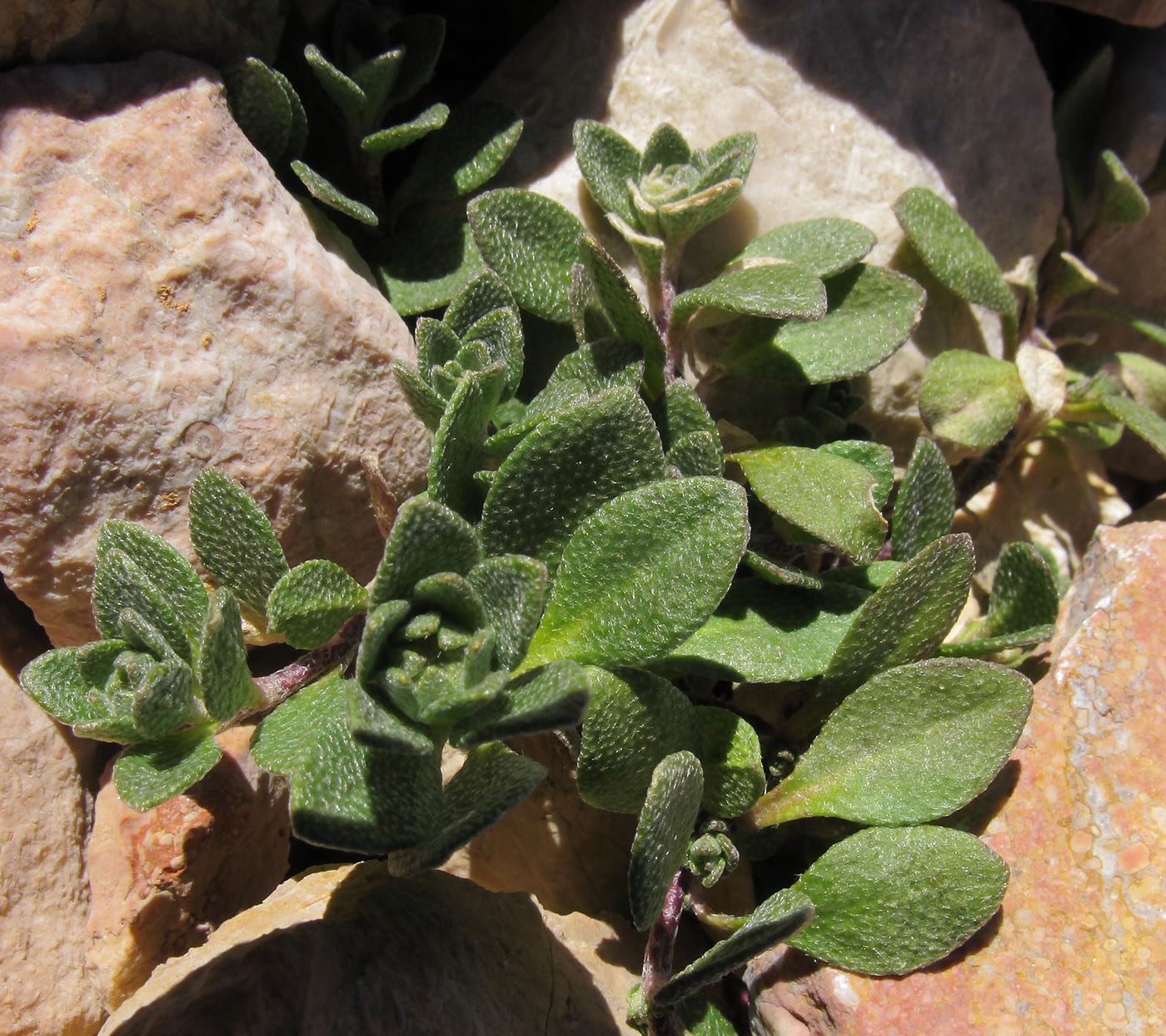 Изображение особи Alyssum oschtenicum.