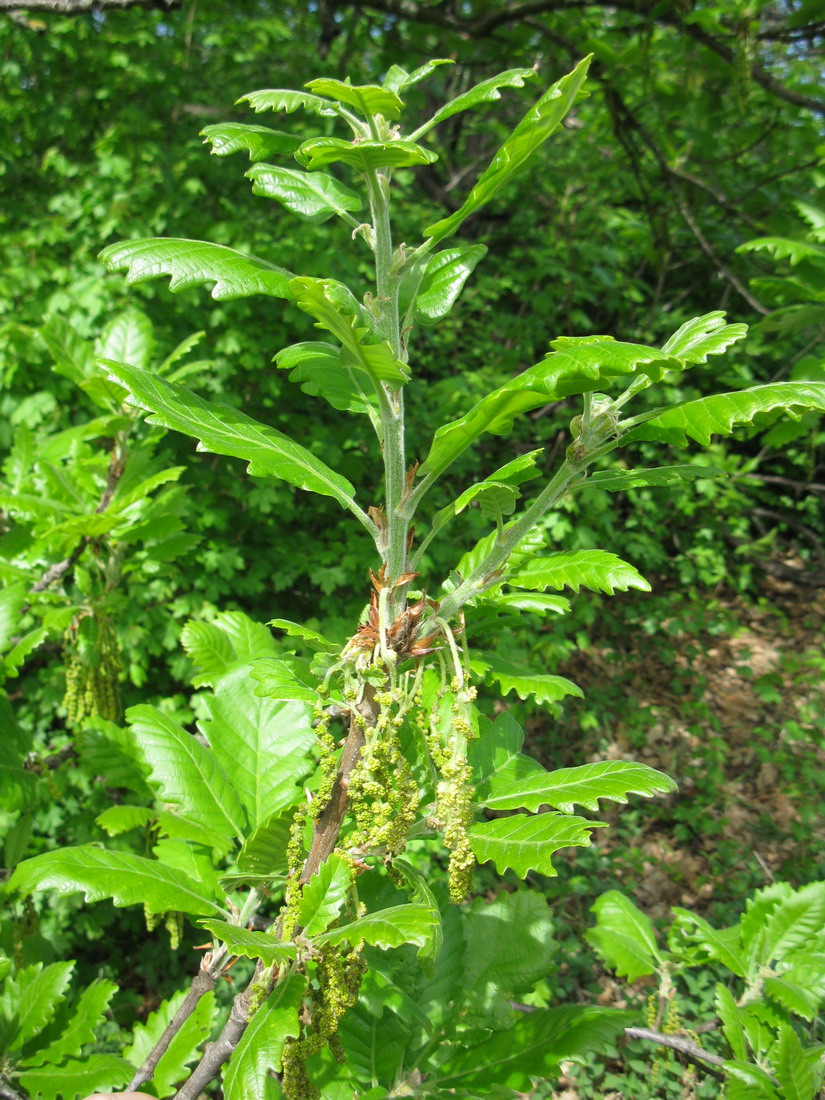 Image of Quercus macranthera specimen.