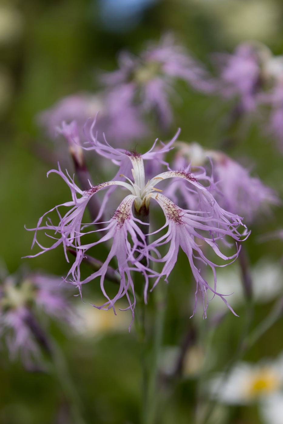 Изображение особи Dianthus superbus.