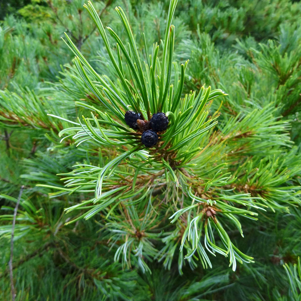 Изображение особи Pinus pumila.