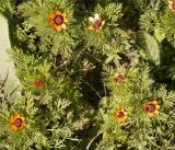 Adonis parviflora