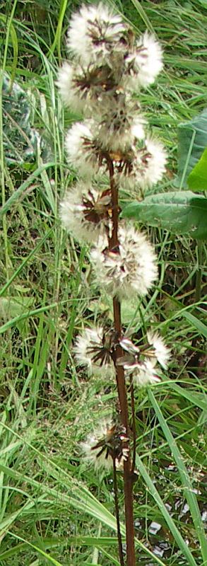 Image of Ligularia sibirica specimen.