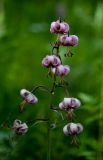 Lilium pilosiusculum. Соцветие. Пермский край, Чусовской р-н, долина р. Чусовая, елово-пихтовый лес, пологий склон южной экспозиции. 17.07.2014.