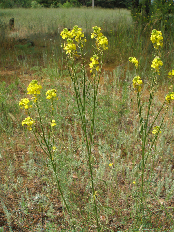 Image of Syrenia cana specimen.