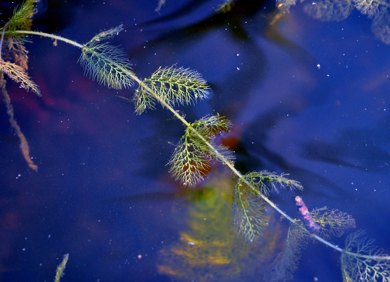 Изображение особи Utricularia vulgaris.